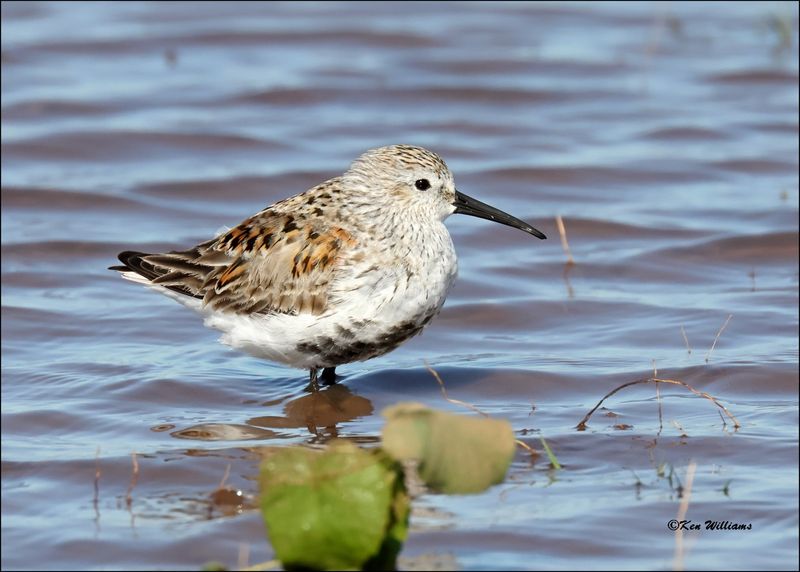 Dunlin, Wagoner Co., OK, 4-29-2024_3449z.jpg