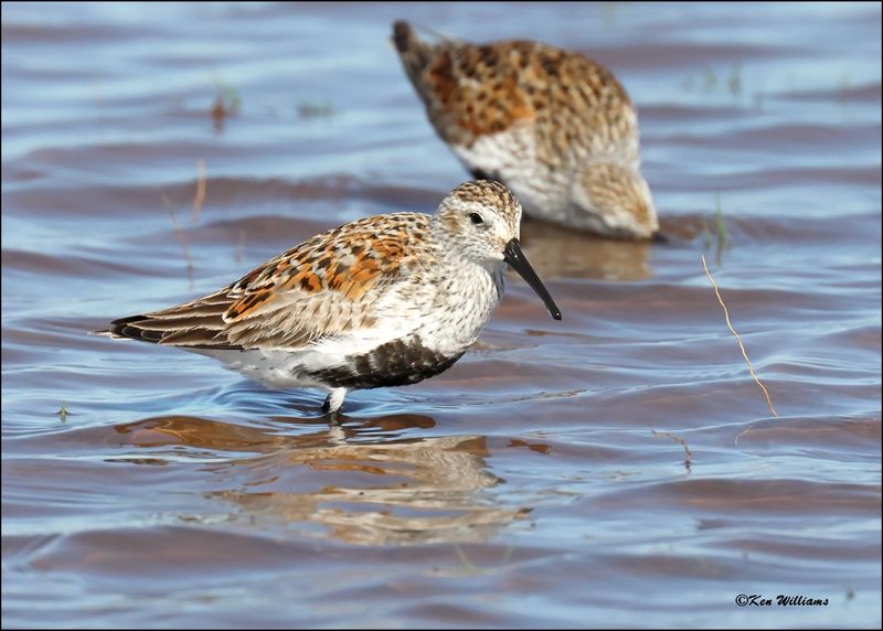 Dunlin, Wagoner Co., OK, 4-29-2024_3473z.jpg