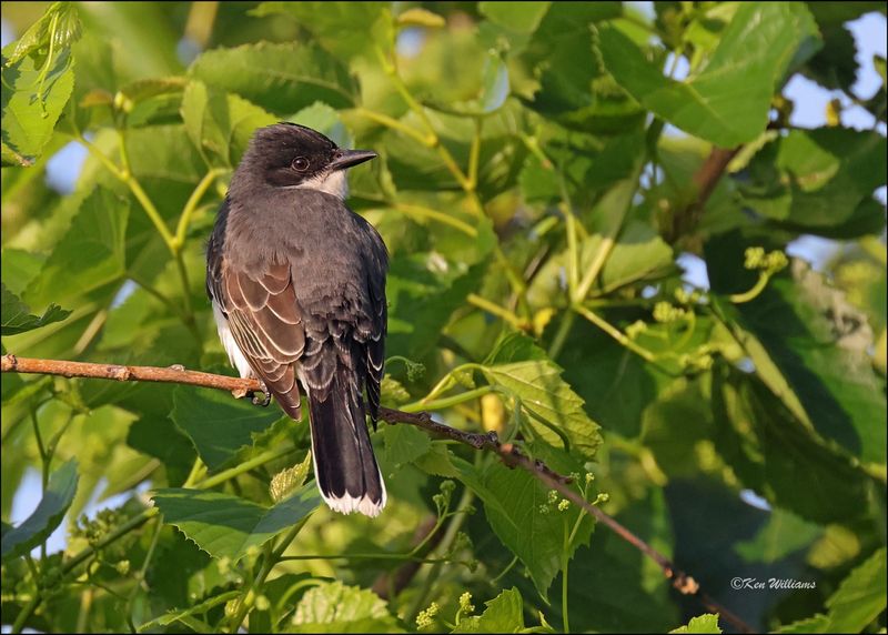 Eastern Kingbird, Wagoner Co, OK, 5-7-2024_3787z.jpg