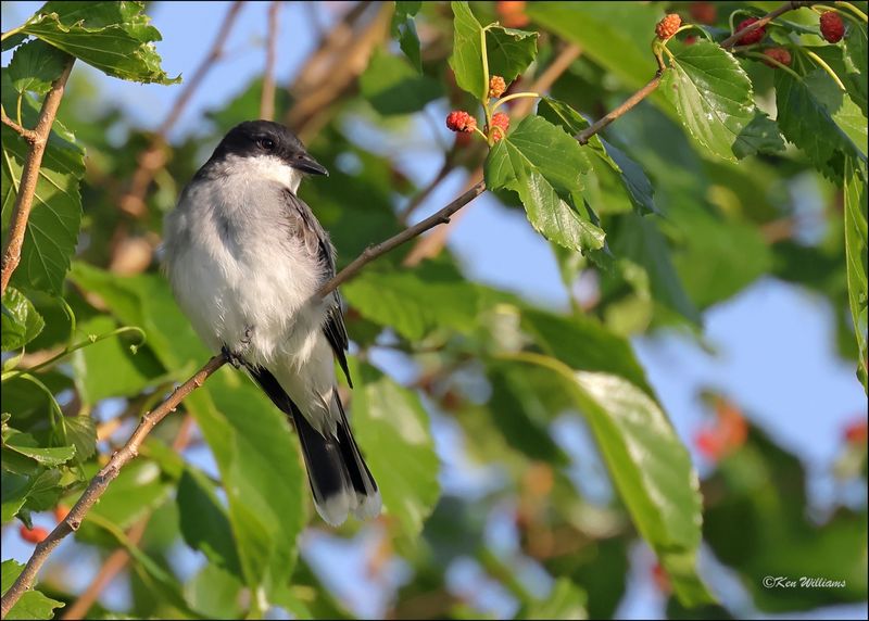 Eastern Kingbird, Wagoner Co, OK, 5-7-2024_3914z.jpg