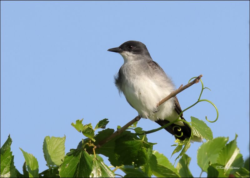 Eastern Kingbird, Wagoner Co, OK, 5-7-2024_3929z.jpg