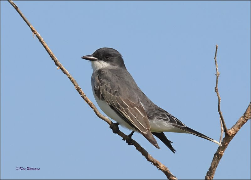 Eastern Kingbird, Wagoner Co, OK, 5-7-2024_4461z.jpg