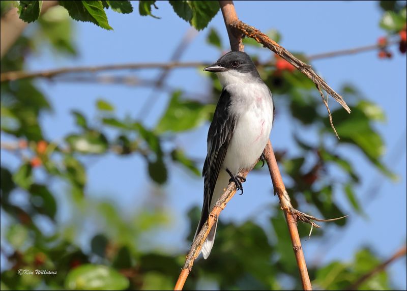 Eastern Kingbird, Wagoner Co, OK, 5-7-2024_4480z.jpg