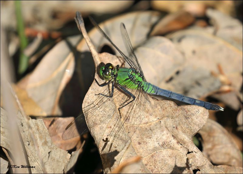 Eastern Pondhawk immature male, Wagoner Co, OK, 4-21-2024_2607z.jpg
