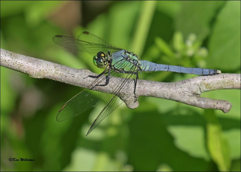Eastern Pondhawk immature male, Wagoner Co, OK, 4-21-2024_2626z.jpg
