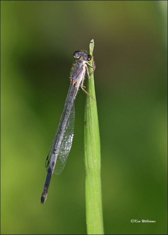 Fragile Forktail female, Wagoner Co, OK, 4-21-2024_2441z.jpg