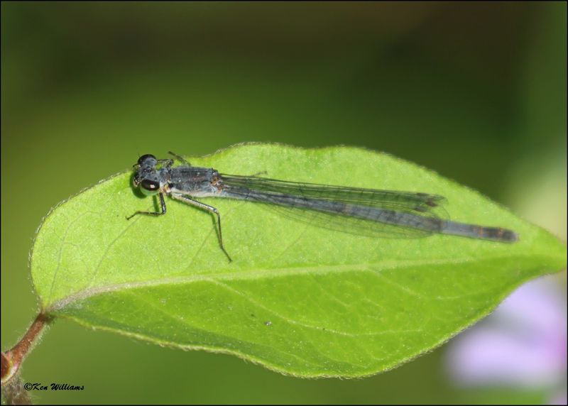 Fragile Forktail female, Wagoner Co, OK, 4-21-2024_2586z.jpg