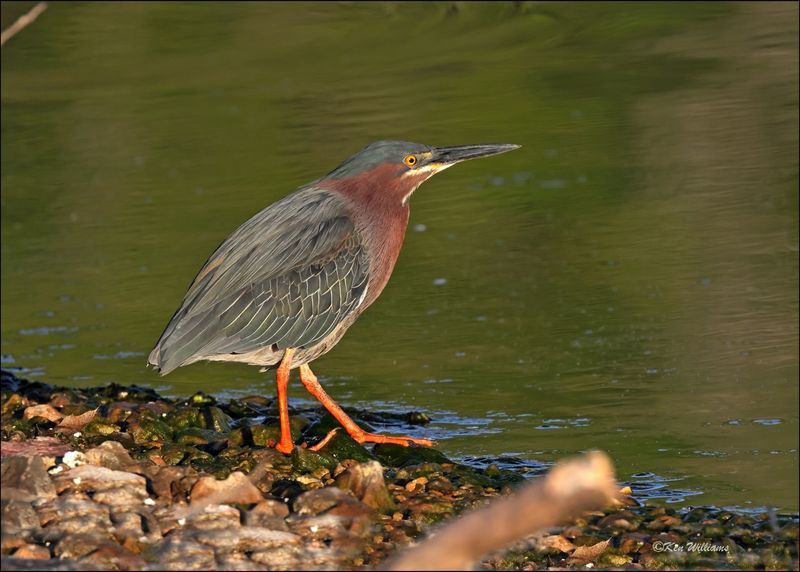 Green Heron, Tenkiller Lake, OK, 4-12-2024_1740Dz.jpg