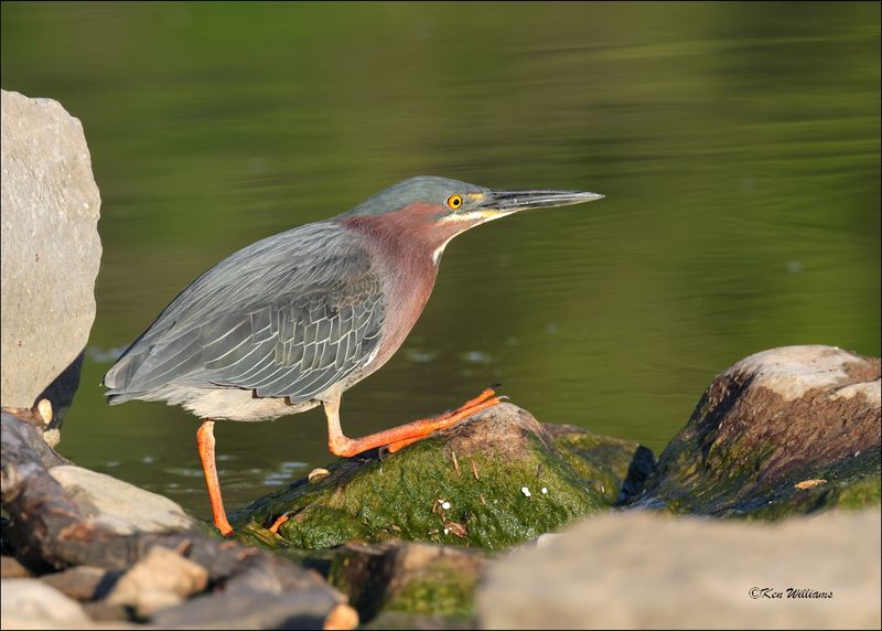 Green Heron, Tenkiller Lake, OK, 4-12-2024_1815Dz.jpg
