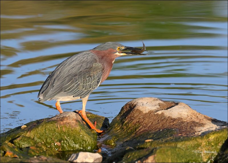Green Heron, Tenkiller Lake, OK, 4-12-2024_1836Dz.jpg