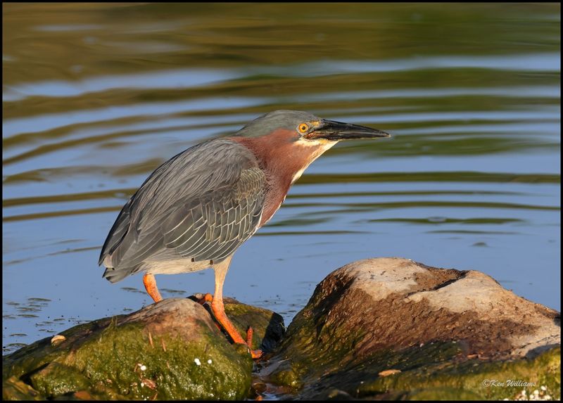 Green Heron, Tenkiller Lake, OK, 4-12-2024_1838Dz.jpg