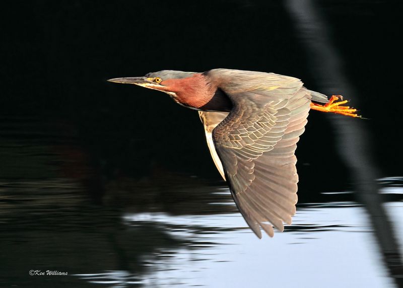 Green Heron, Tenkiller Lake, OK, 4-12-2024_1851Dz.jpg