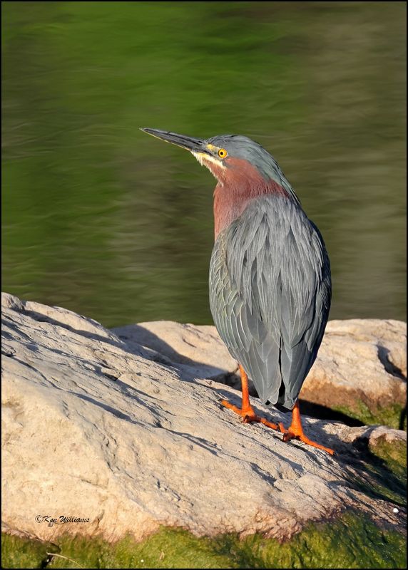 Green Heron