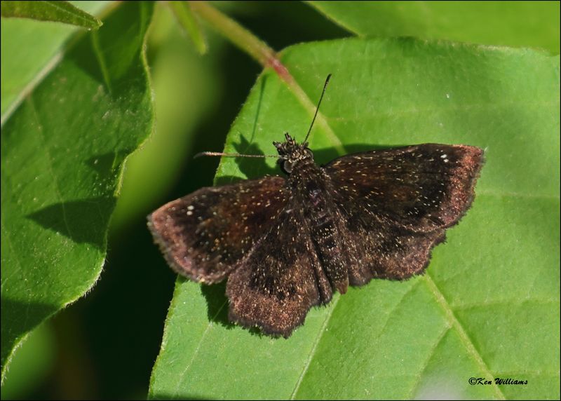 Hayhurst's Scallopwing, Wagoner Co, OK, 4-21-2024_2553z.jpg