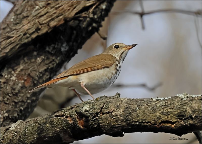 Hermit Thrush, Nowata Co., Ok, 3-3-2024_4305Dz.jpg