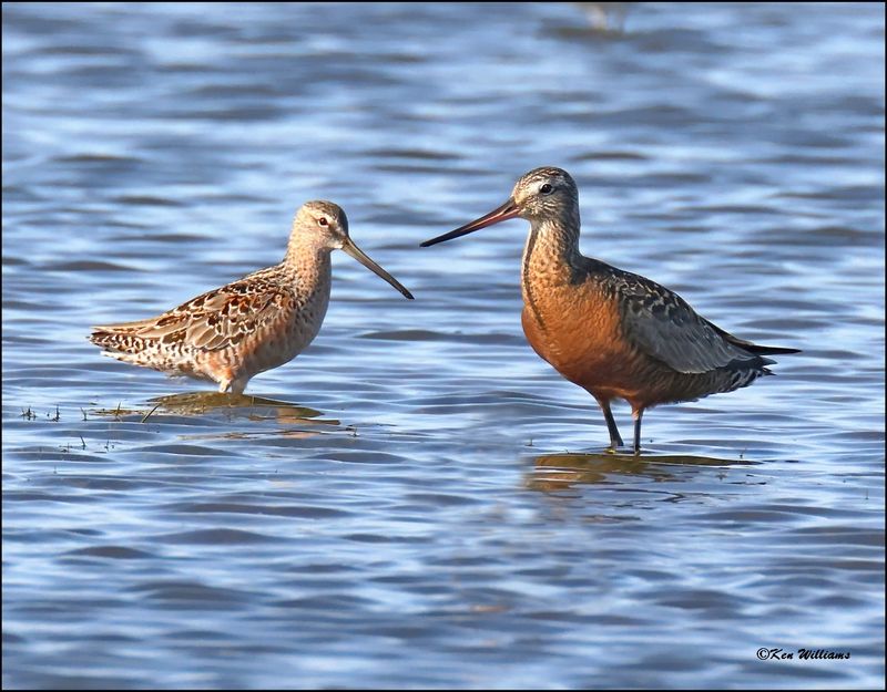 Hudsonain Godwit & Long-billed Dowitcher, Wagoner Co., OK, 4-29-2024_3151z.jpg