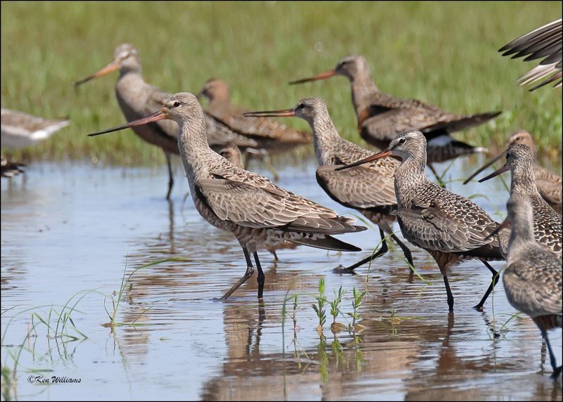 Hudsonain Godwit female, Wagoner Co, OK, 5-7-2024_4854z.jpg