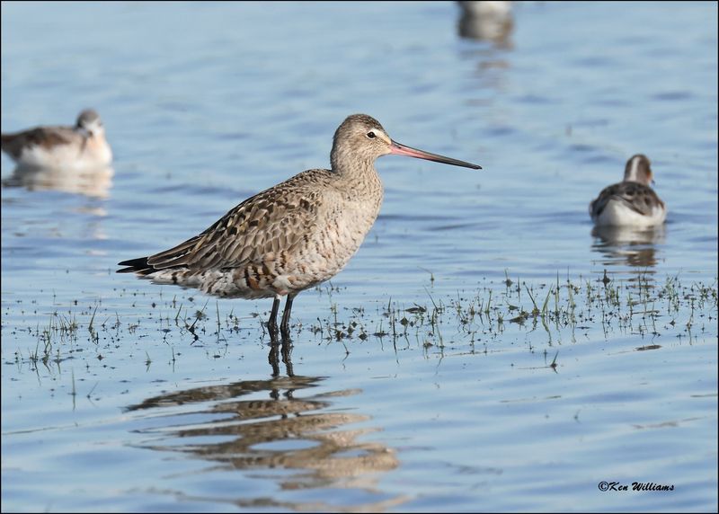 Hudsonain Godwit female, Wagoner Co., OK, 4-29-2024_3016.jpg