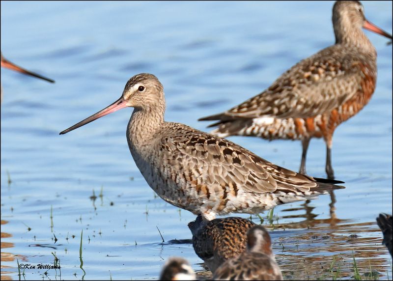 Hudsonain Godwit female, Wagoner Co., OK, 4-29-2024_3057z.jpg