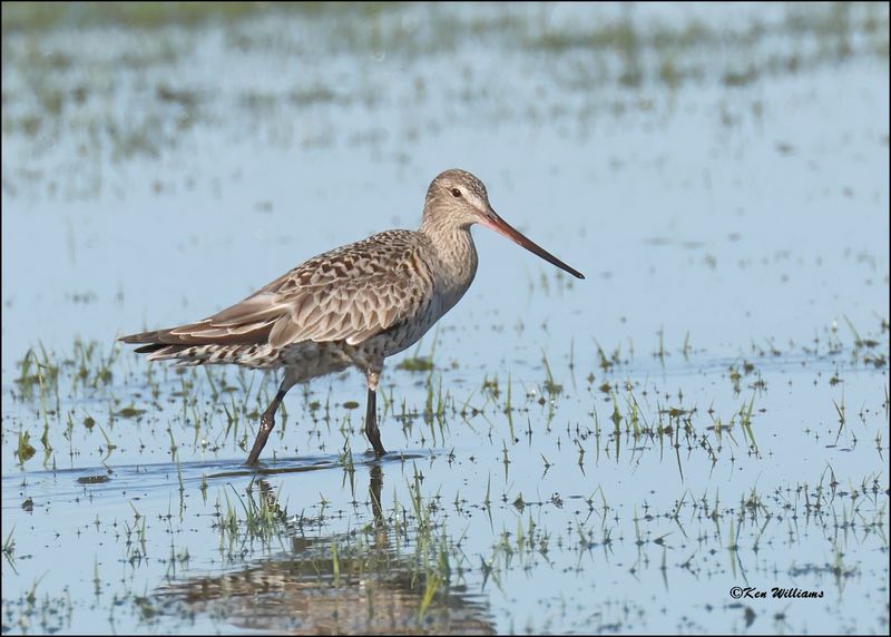 Hudsonain Godwit female, Wagoner Co., OK, 4-29-2024_3189z.jpg