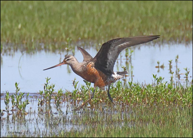 Hudsonain Godwit male, Wagoner Co, OK, 5-7-2024_4945z.jpg