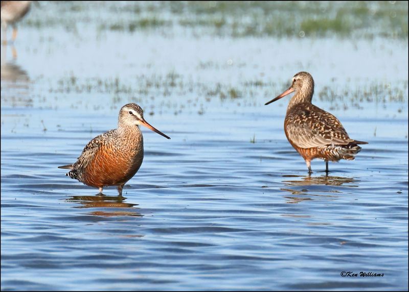 Hudsonain Godwit males, Wagoner Co., OK, 4-29-2024_2943z.jpg
