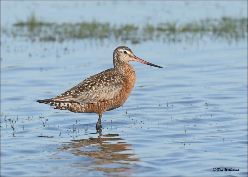 Hudsonain Godwit male, Wagoner Co., OK, 4-29-2024_2999z.jpg