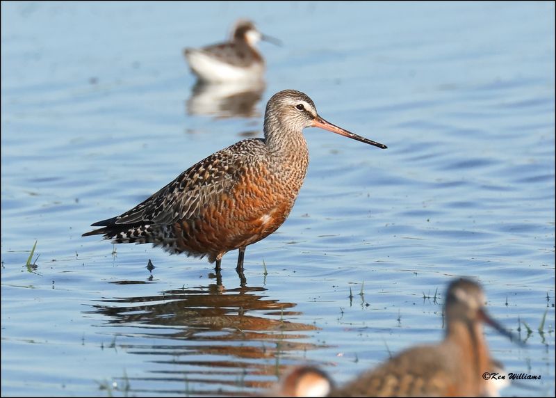 Hudsonain Godwit male, Wagoner Co., OK, 4-29-2024_3048z.jpg