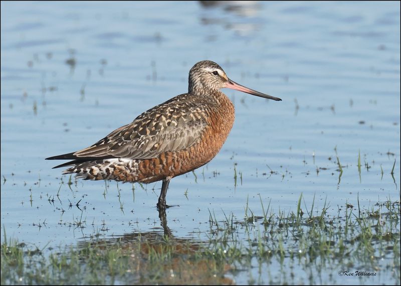 Hudsonain Godwit male, Wagoner Co., OK, 4-29-2024_3067z.jpg