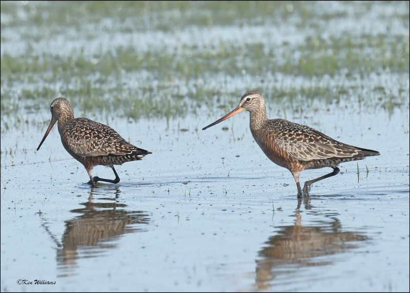 Hudsonain Godwit males, Wagoner Co., OK, 4-29-2024_3080z.jpg