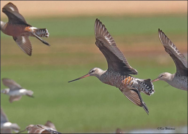 Hudsonain Godwit molting adult, Wagoner Co, OK, 5-7-2024_4942z2.jpg