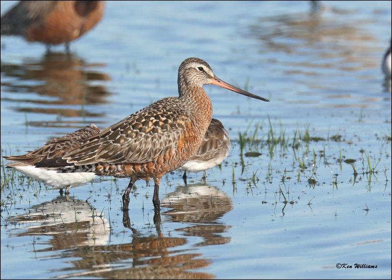 Hudsonain Godwit molting adult, Wagoner Co., OK, 4-29-2024_3038z.jpg