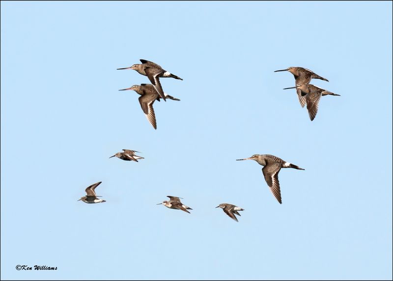 Hudsonain Godwit, Long-billed Dowitcher & others, Wagoner Co., OK, 4-29-2024_2712.jpg