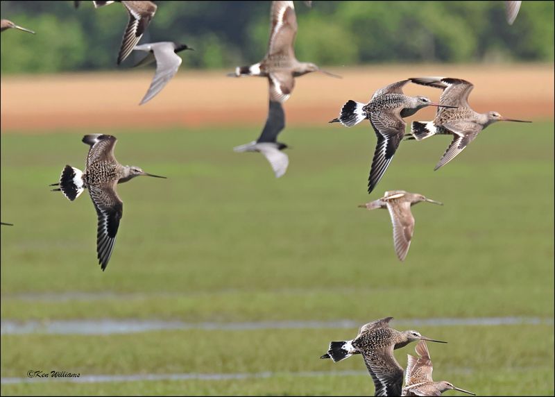 Hudsonain Godwits, Wagoner Co, OK, 5-7-2024_4828z.jpg