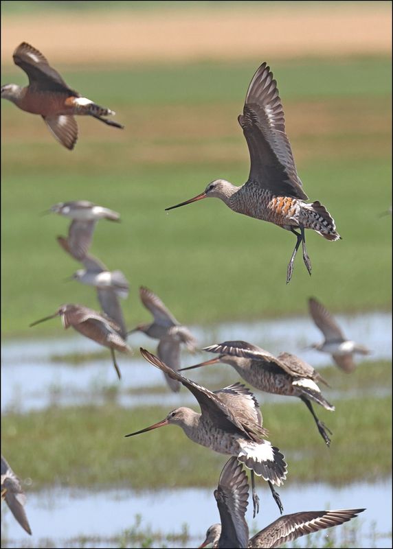 Hudsonain Godwits, Wagoner Co, OK, 5-7-2024_4943z.jpg