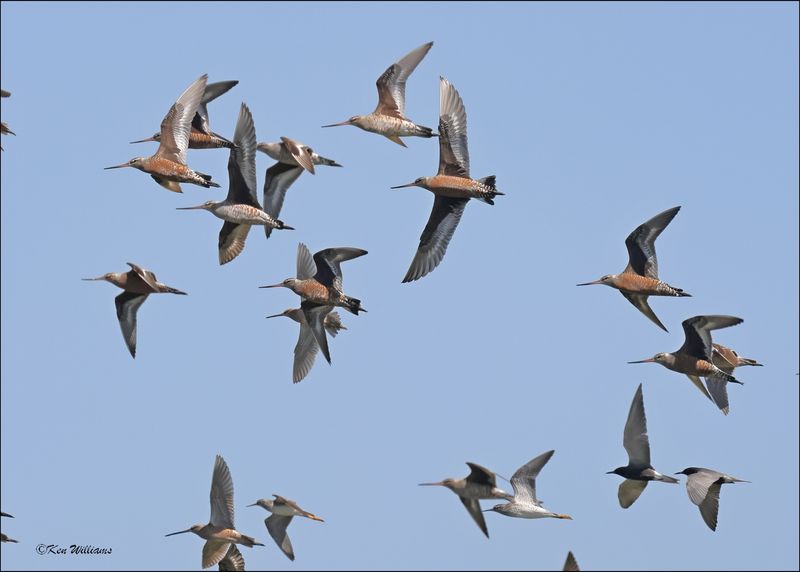 Hudsonain Godwits, Wagoner Co, OK, 5-7-2024_4956z.jpg