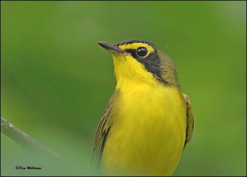 Kentucky Warbler, Nowata Co, OK, 5-7-2024_3626Dlz.jpg