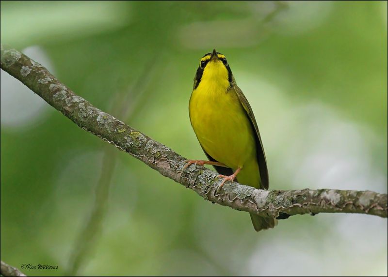 Kentucky Warbler, Nowata Co, OK, 5-7-2024_3632Dlz.jpg