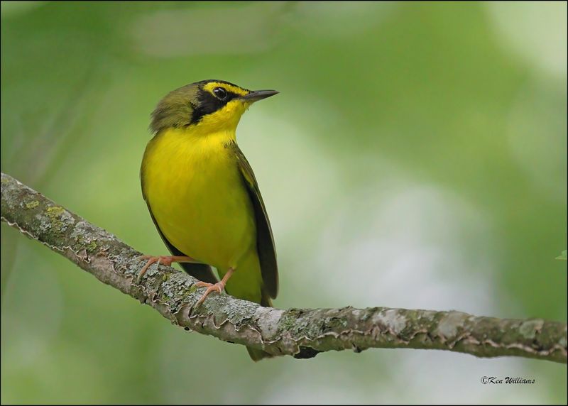 Kentucky Warbler, Nowata Co, OK, 5-7-2024_3637Dlz.jpg