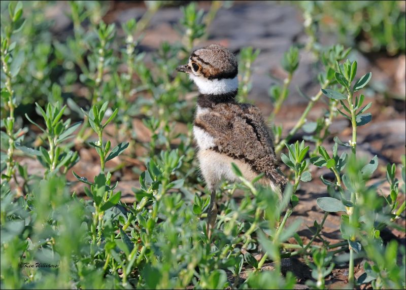 Kildeer chick, Wagoner Co., OK, 4-29-2024_3286z.jpg