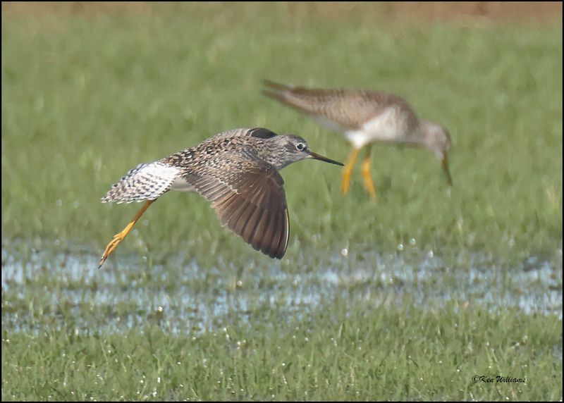 Lesser Yellowlegs, Wagoner Co., OK, 4-29-2024_3166z.jpg