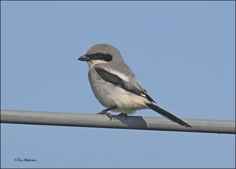 :Shrikes: