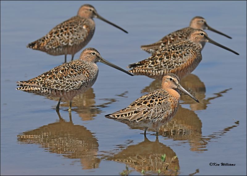 Long-biled & Short-billed Dowitcher, Wagoner Co, OK, 5-7-2024_4771z.jpg