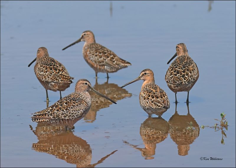 Long-biled & Short-billed Dowitchers, Wagoner Co, OK, 5-7-2024_4746z.jpg