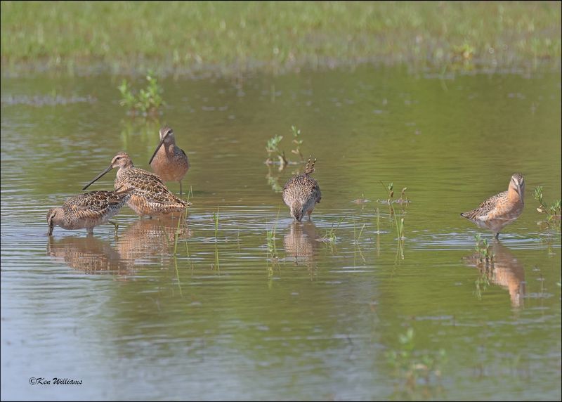 Long-billed & Short-billed Dowitcher, Wagoner Co, OK, 5-7-2024_4639z.jpg