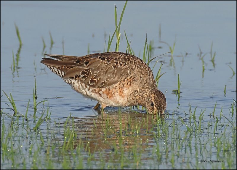 Long-billed Dowitcher, Wagoner Co, OK, 5-7-2024_3879z.jpg