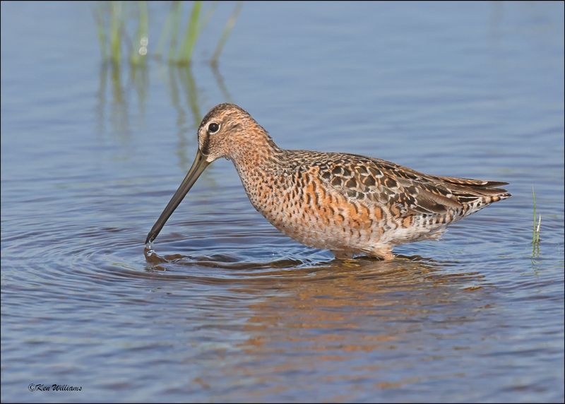 Long-billed Dowitcher, Wagoner Co, OK, 5-7-2024_4325z.jpg