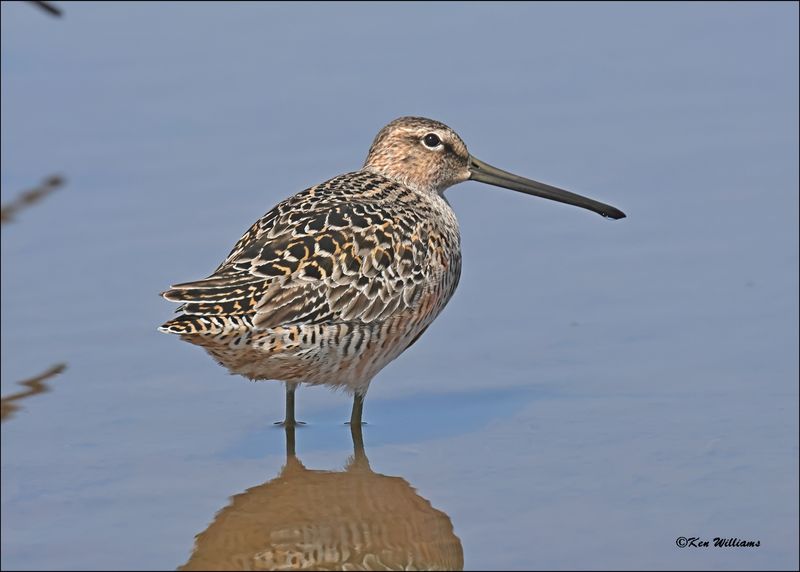 Long-billed Dowitcher, Wagoner Co, OK, 5-7-2024_4786z.jpg