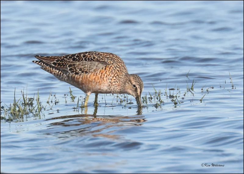 Long-billed Dowitcher, Wagoner Co., OK, 4-29-2024_2848z.jpg