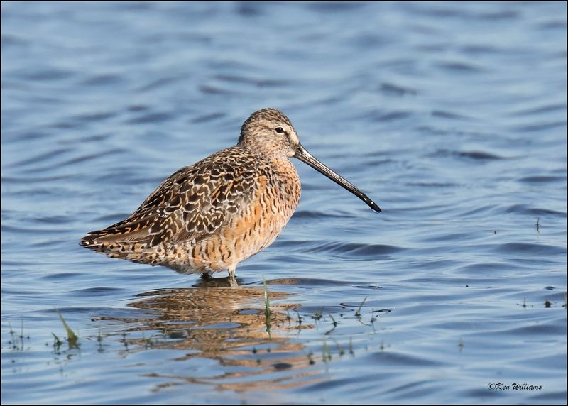 Long-billed Dowitcher, Wagoner Co., OK, 4-29-2024_2853z.jpg